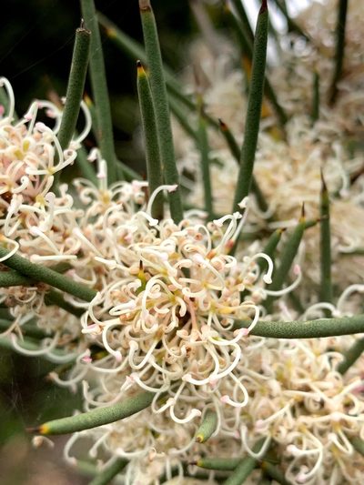 Hakea microcarpa, photographed by Lukas Clews