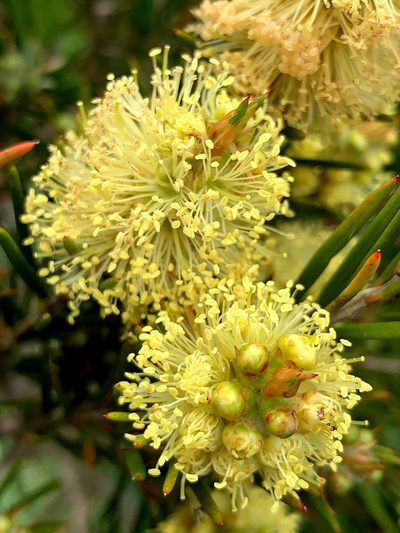 Melaleuca pityoides, photographed by Lukas Clews