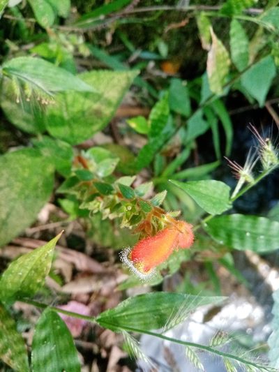 Kohleria stuebeliana, photographed by Mateo Puerta