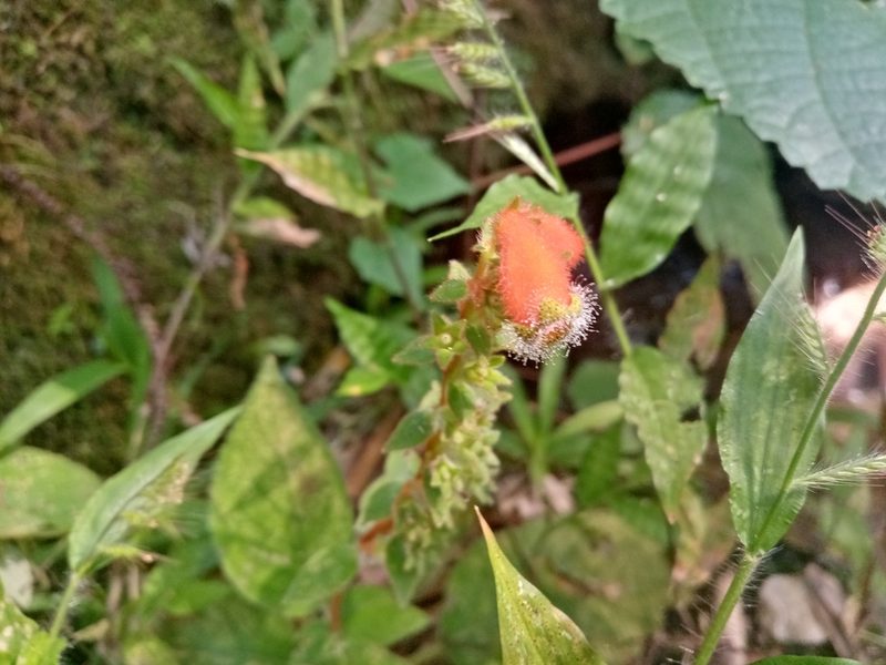 Kohleria stuebeliana, photographed by Mateo Puerta