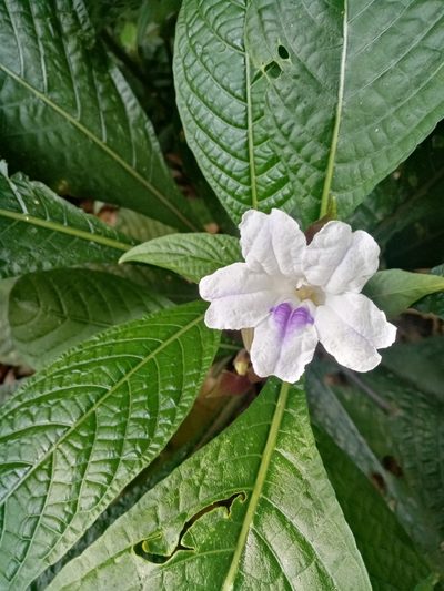 Ruellia tubiflora, photographed by Mateo Puerta