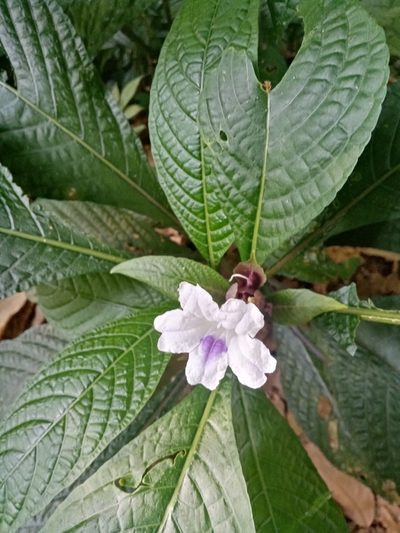 Ruellia tubiflora, photographed by Mateo Puerta