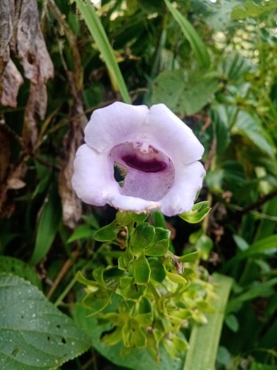 Gloxinia perennis, photographed by Mateo Puerta
