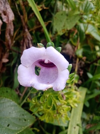 Gloxinia perennis, photographed by Mateo Puerta