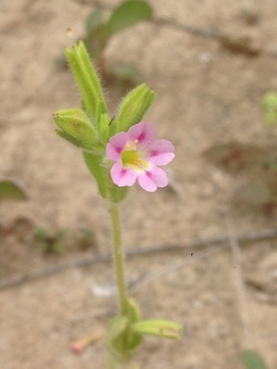 Erythranthe parishii, photographed by Adam J. Searcy