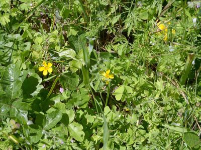 Oxalis suksdorfii, photographed by Ed Alverson