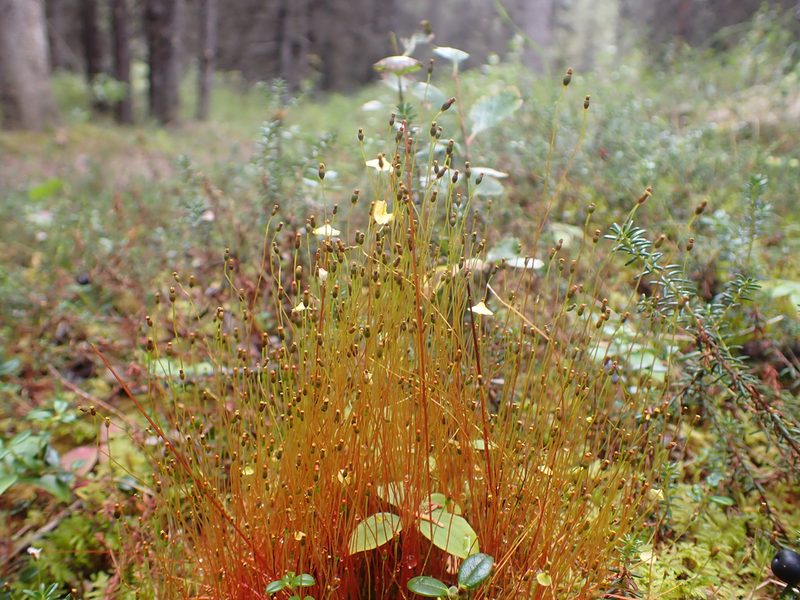 Splachnum sphaericum, photographed by Matt Muir