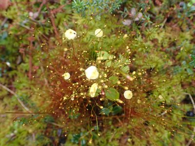 Splachnum sphaericum, photographed by Matt Muir