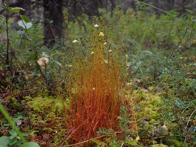 Splachnum sphaericum, photographed by Matt Muir