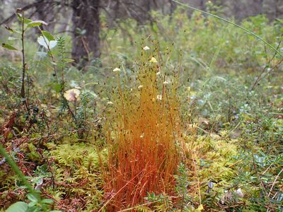 Splachnum sphaericum, photographed by Matt Muir