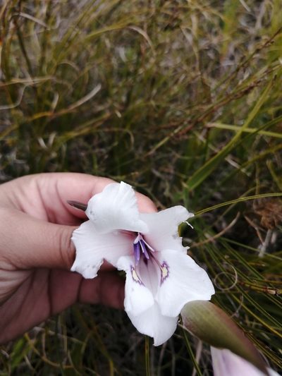Gladiolus rudis, photographed by sharndreheuvel
