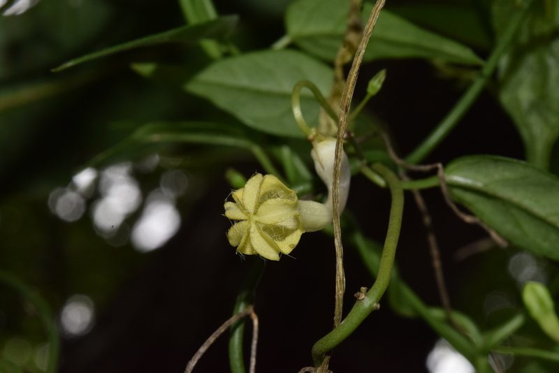 Ceropegia crassifolia, photographed by Sunčana Bradley
