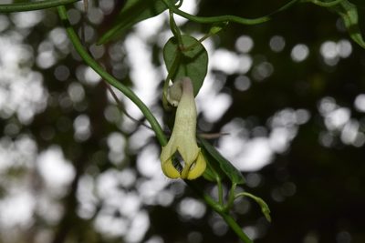 Ceropegia crassifolia, photographed by Sunčana Bradley