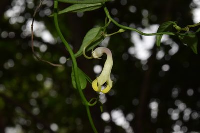 Ceropegia crassifolia, photographed by Sunčana Bradley