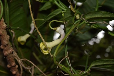 Ceropegia crassifolia, photographed by Sunčana Bradley