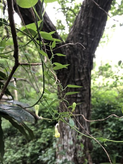Ceropegia crassifolia, photographed by Sunčana Bradley