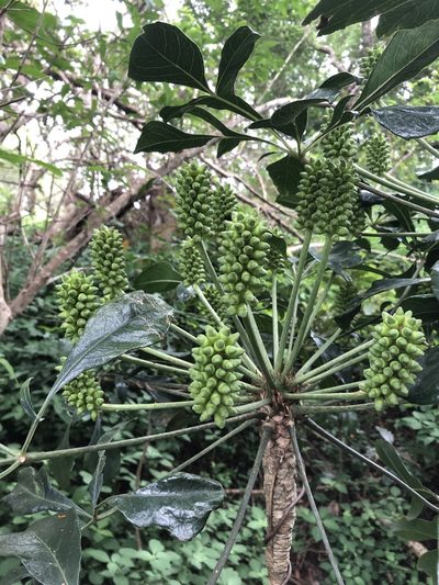 Cussonia nicholsonii, photographed by Sunčana Bradley