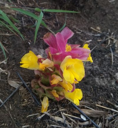 Curcuma aromatica, photographed by Seema Merchant
