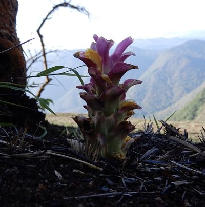 Curcuma aromatica, photographed by Seema Merchant