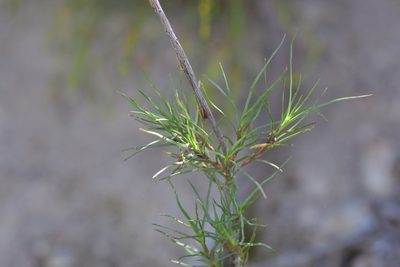 Dracophyllum subulatum, photographed by Christopher Stephens