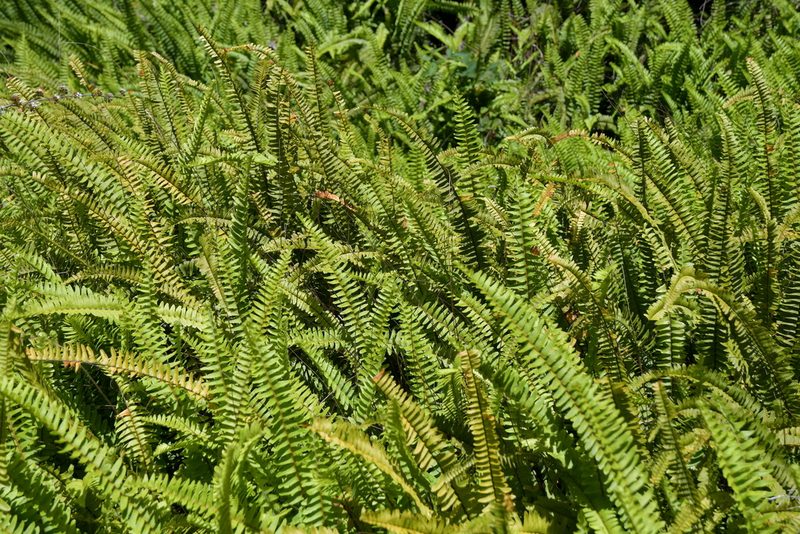 Nephrolepis flexuosa, photographed by Christopher Stephens