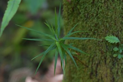 Dracophyllum strictum, photographed by Christopher Stephens