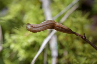 Gastrodia minor, photographed by Christopher Stephens