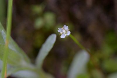 Epilobium pedunculare, photographed by Christopher Stephens