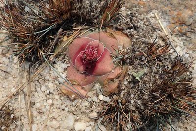 Crassula compacta, photographed by Andrew Deacon