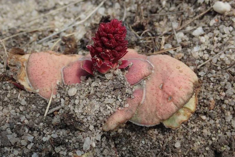 Crassula compacta, photographed by Andrew Deacon