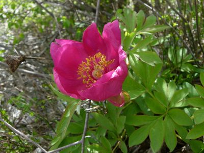 Paeonia officinalis, photographed by Yves Bas