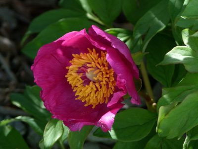Paeonia officinalis, photographed by Yves Bas