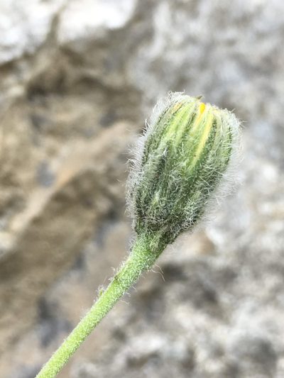 Hieracium villosum, photographed by Thomas Gyselinck