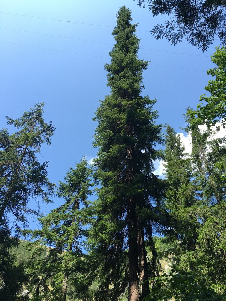 Picea omorika, photographed by Thomas Gyselinck
