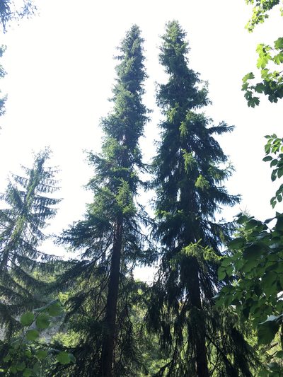 Picea omorika, photographed by Thomas Gyselinck