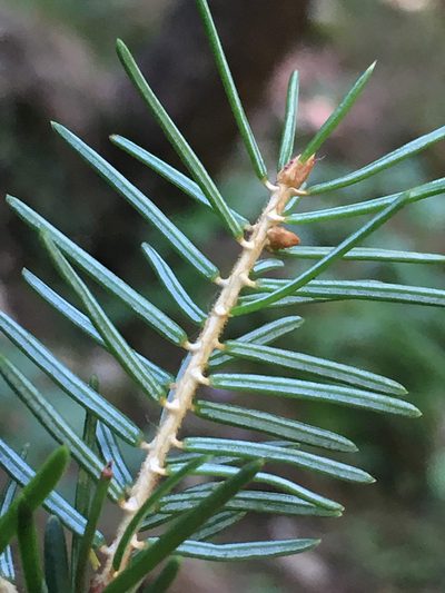 Picea omorika, photographed by Thomas Gyselinck