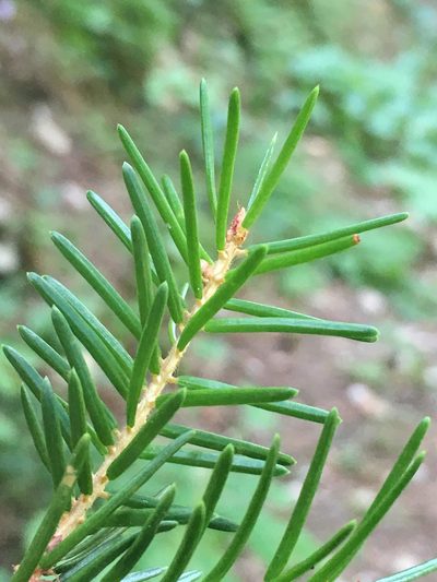 Picea omorika, photographed by Thomas Gyselinck