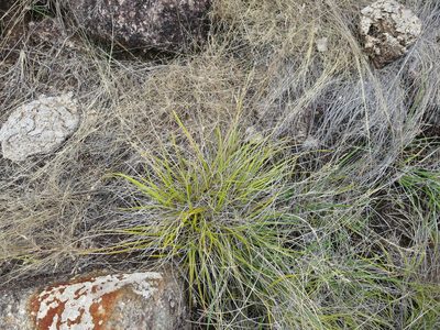 Styppeiochloa hitchcockii, photographed by bat (Maria Vorontsova)