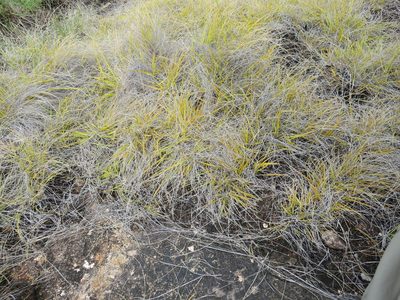 Styppeiochloa hitchcockii, photographed by bat (Maria Vorontsova)