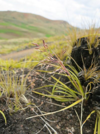 Styppeiochloa hitchcockii, photographed by bat (Maria Vorontsova)