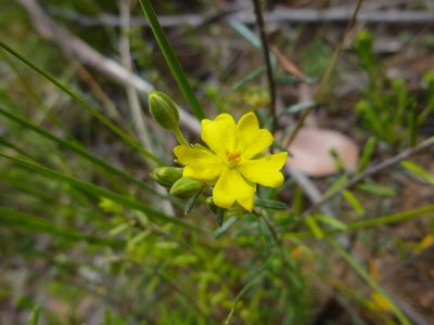 Hibbertia australis, photographed by Kiri Bee