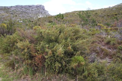 Cliffortia tridentata, photographed by Tony Rebelo