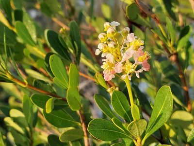 Byrsonima lucida, photographed by Tom Field