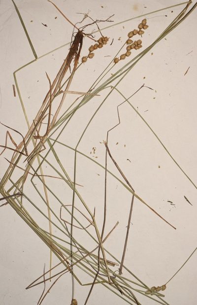 Carex merritt-fernaldii, photographed by Allan Harris