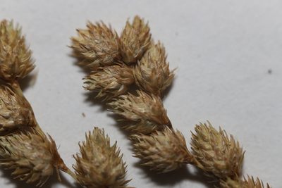 Carex merritt-fernaldii, photographed by Allan Harris