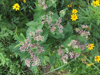 Eutrochium dubium, photographed by Antonia Bookbinder