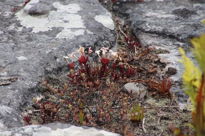 Crassula obtusa, photographed by Tony Rebelo