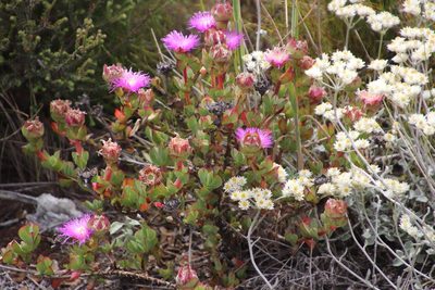 Erepsia forficata, photographed by Tony Rebelo