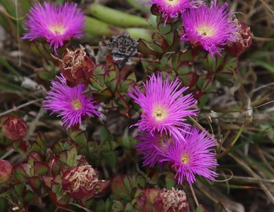 Erepsia forficata, photographed by Tony Rebelo