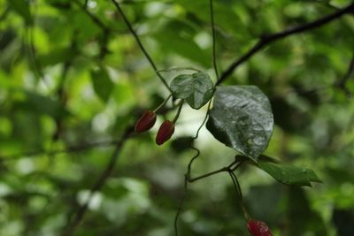 Mendoncia velloziana, photographed by Carlos Henrique Russi